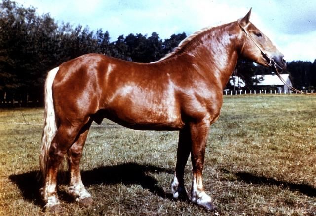 Romania Draft Horse Fasrcart